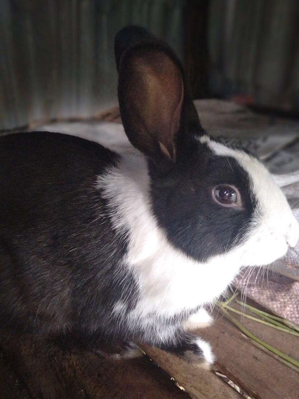 ふわり